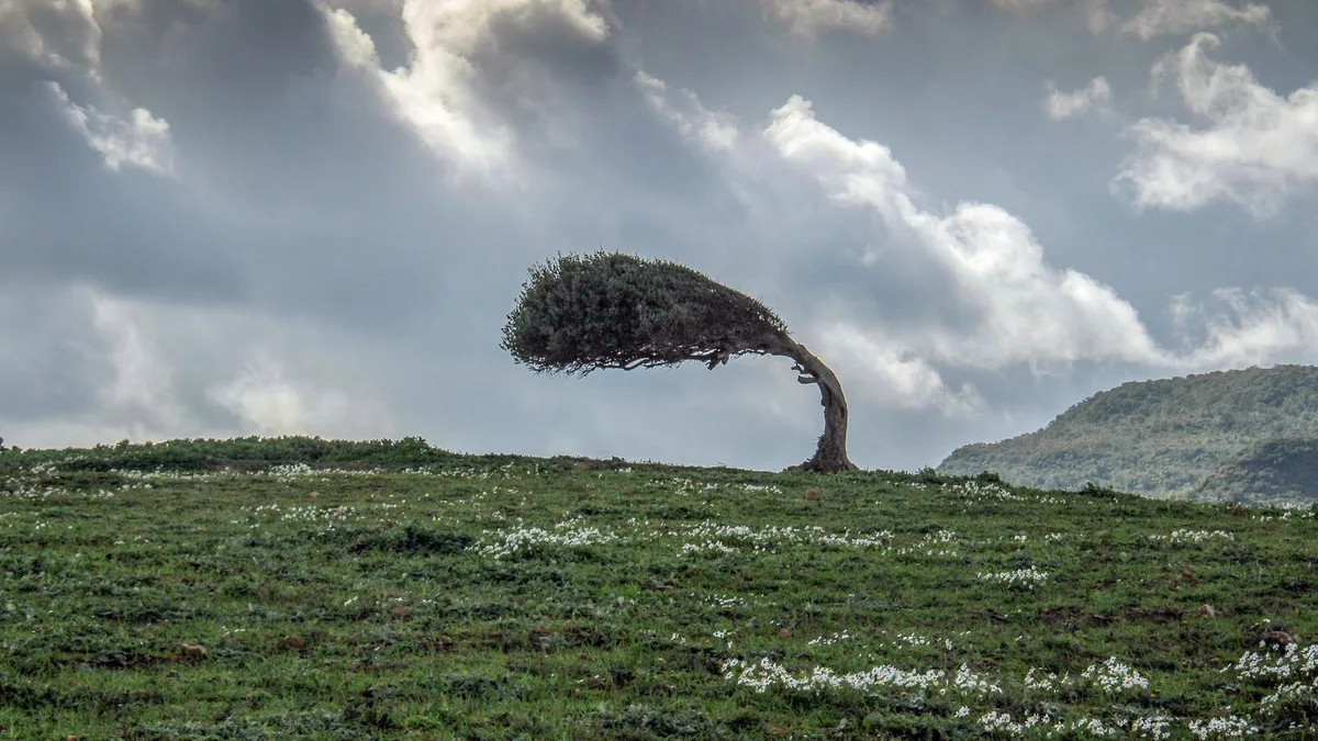 A tree bending under strong wind